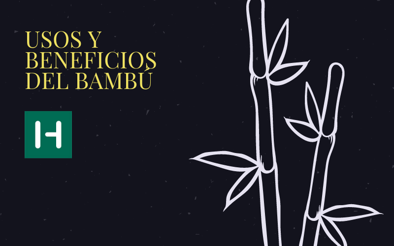 El Bambú en Uruguay: usos y beneficios